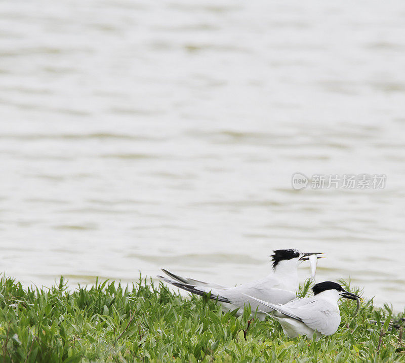 燕鸥(Sterna sandvicensis)